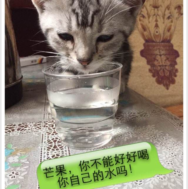定制高仿韩国全州大学文凭毕业证